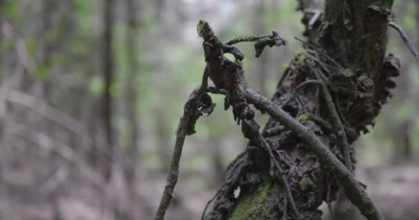 Paisagem Uma Floresta Velha Primavera — Vídeo de Stock