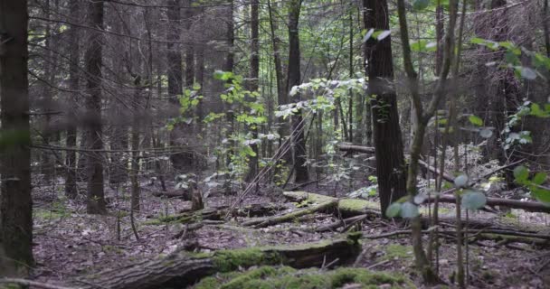 Krajina Starého Jarního Lesa — Stock video