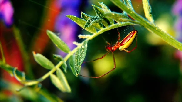 Spinne Morgen Auf Dem Feld — Stockfoto