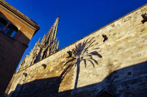 Palm Tree Shadow Cathedral Barcelona Wall Gothic Quarter — Stock Photo, Image