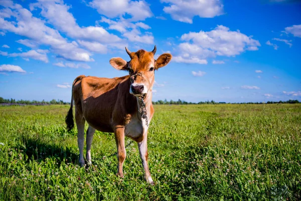 Vaca en el prado — Foto de Stock