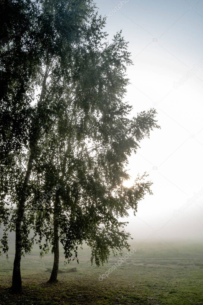 Trees in the fog