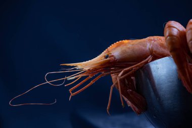 Metal bir kase de Kral karides