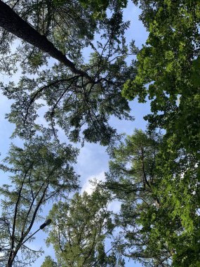 Gökyüzü ve ağaçlar. alttan görünüm