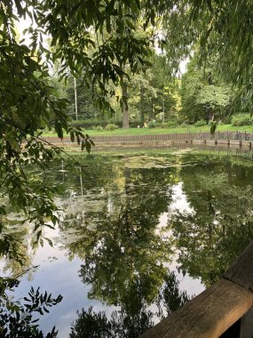 Yeşil park. Yaz. Ağaç. Park. 