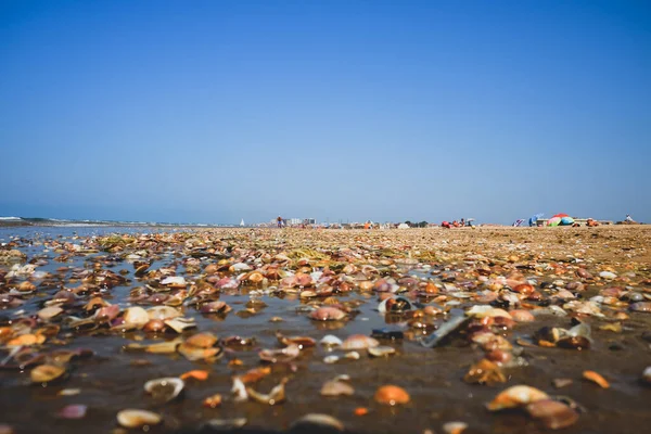 浜辺の貝殻は — ストック写真