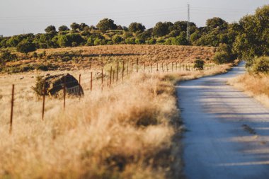 Tarlada hayvanların yakınındaki toprak yol.