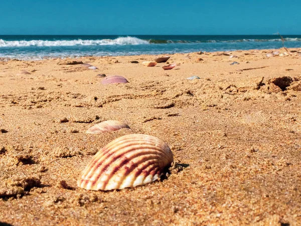 Coquilles Dans Sable — Photo