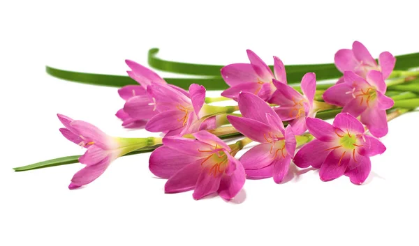 Güzel Pembe Çiçek Yağmur Lilyum Çiçek Beyaz Arka Plan Izole — Stok fotoğraf