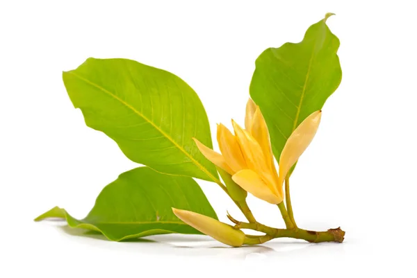 Michelia Champaca Flor Cortada Sobre Fondo Blanco —  Fotos de Stock