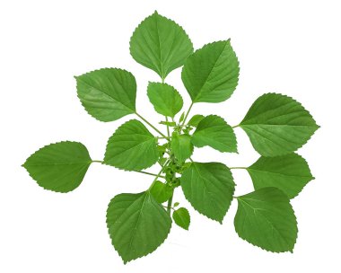Catnip (Nepeta Cataria) beyaz arka planda izole