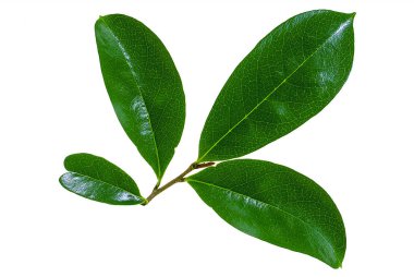 Beyaz üzerine izole edilmiş soursop yaprağı