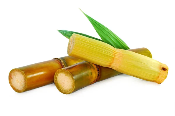 Sugar Cane Isolated White Background — Stock Photo, Image