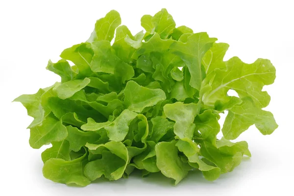 Salada Alface Isolada Sobre Fundo Branco — Fotografia de Stock