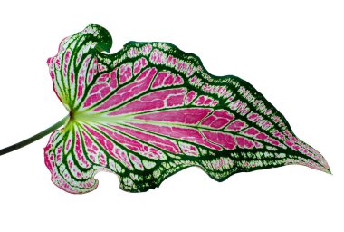 Beyaz arkaplanda izole edilmiş Caladium bicolor