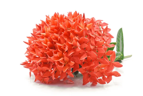 Ixora Coccinea Çiçek Beyaz Arka Plan Izole — Stok fotoğraf