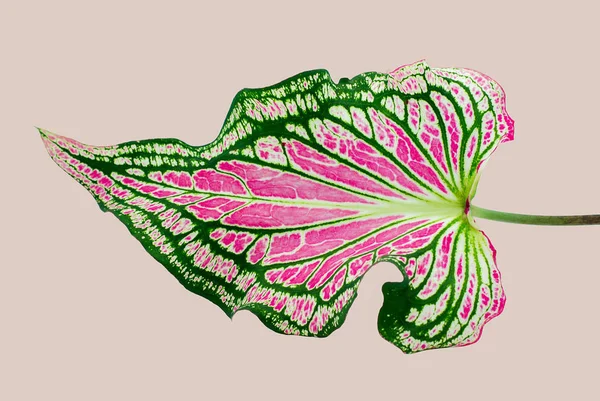 Caladium Bicolor Isoliert Auf Weißem Hintergrund — Stockfoto