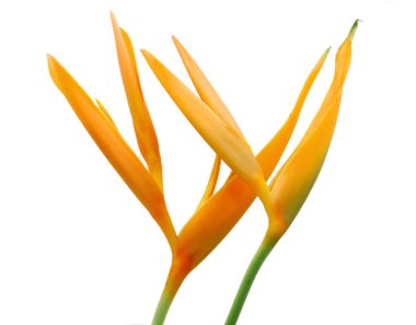 Cennet Kuşu çiçeği beyaz arka planda izole edilmiş