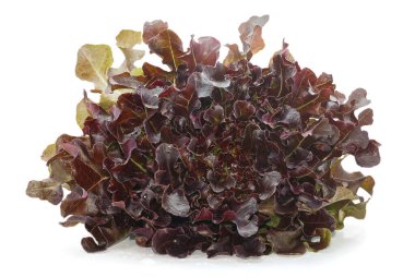 Beyaz arka plan üzerinde izole lollo rosso marul