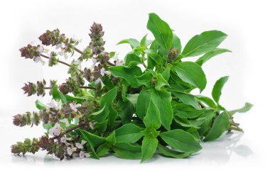 Fesleğen (Ocimum Sığınak) beyaz arkaplanda izole 