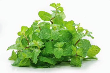 Beyaz arkaplanda izole edilmiş taze nane bitkisi 