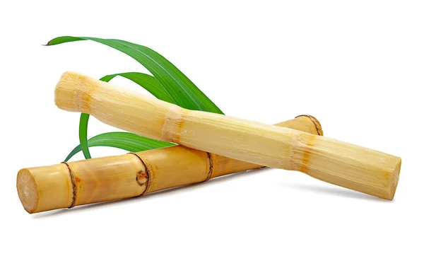 Fresh Sugar Cane Isolated White Background — Stock Photo, Image
