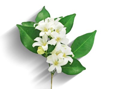 Beyaz arkaplanda izole edilmiş turuncu yasemin çiçeği