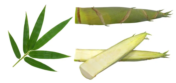 Bamboo Shoot Leaf Isolated White Background — Stock Photo, Image