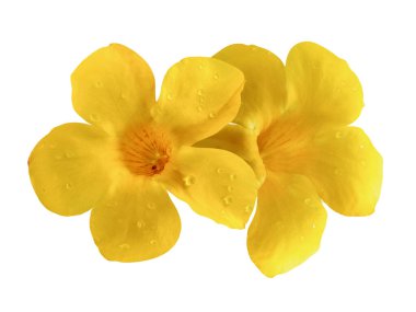 Beyaz arkaplanda izole edilmiş Allamanda çiçeği