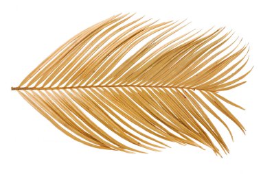 Beyaz arkaplanda tropik kuru palmiye yaprağı