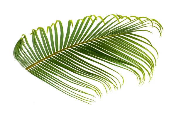 Tropical Palm Leaf Isolated White Background — Stock Photo, Image