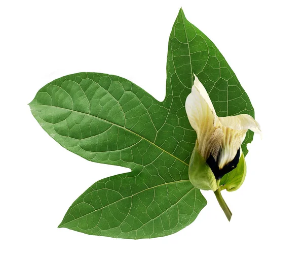 Hoja Gac Flor Aisladas Sobre Fondo Blanco — Foto de Stock