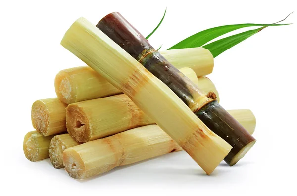 Single Object Sugar Cane Isolated White Background — Stock Photo, Image