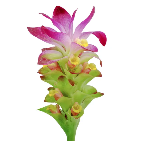Kurkuma Blume Isoliert Auf Weißem Hintergrund — Stockfoto
