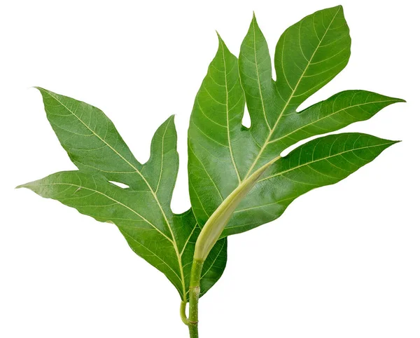 Tropical Hoja Breadfruit Aislada Sobre Fondo Blanco — Foto de Stock