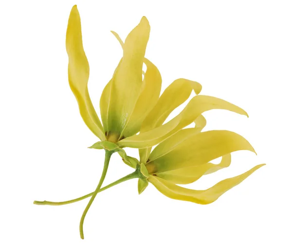 Fleur Fraîche Ylang Ylang Isolée Sur Fond Blanc — Photo