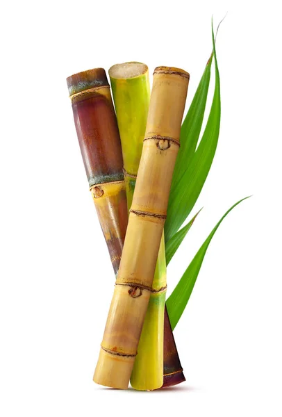 Tropical Sugar Cane Leaf Isolated White Background — Stock Photo, Image