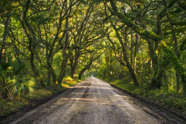 Meşe ağacı tünel Dirt Road botanik Bay Plantation Editso Island Güney Carolina SC Charleston yakın.