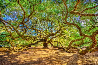 Angel Oak Tree Charleston Güney Carolina yakınında.
