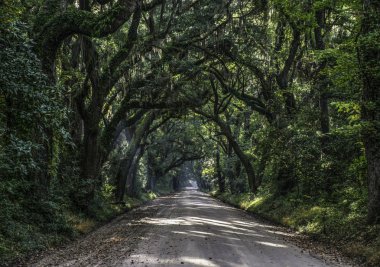 Meşe ağacı tünel Dirt Road botanik Bay Plantation Editso Island Güney Carolina SC Charleston yakın.