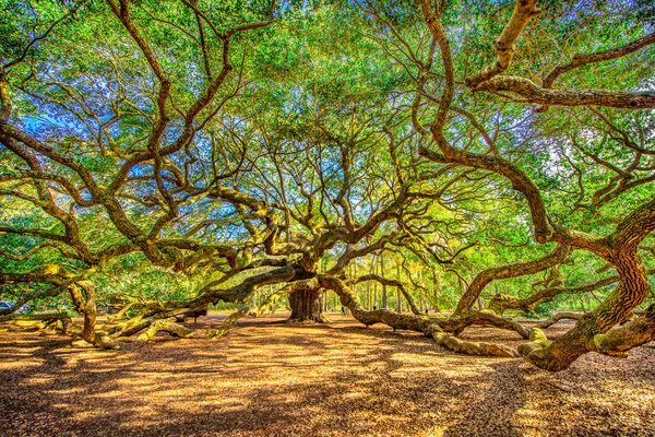 Engel Eiche Der Nähe Von Charleston South Carolina — Stockfoto