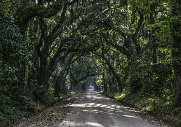 Túnel Árvore Carvalho Dirt Road Botany Bay Plantation Editso Island — Fotografia de Stock