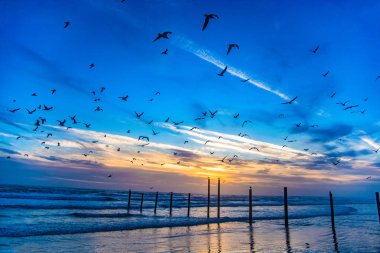Flock of Seagulls in Daytona Beach, Florida, USA clipart
