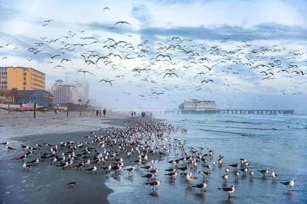 Masywne stada Seagulls w Daytona Beach, Floryda, USA — Zdjęcie stockowe
