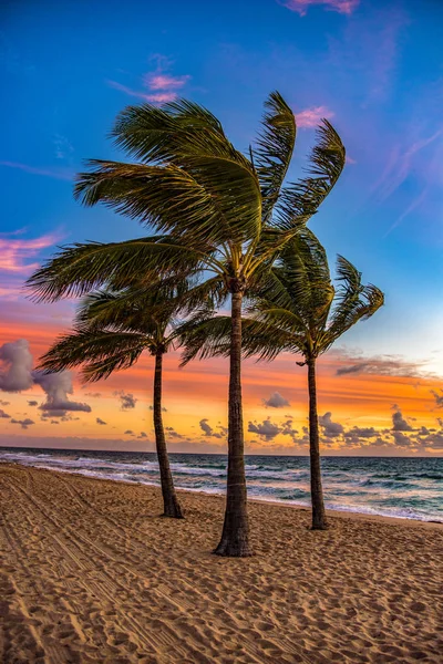 Palmeiras ao nascer do sol em Fort Lauderdale Beach Florida — Fotografia de Stock