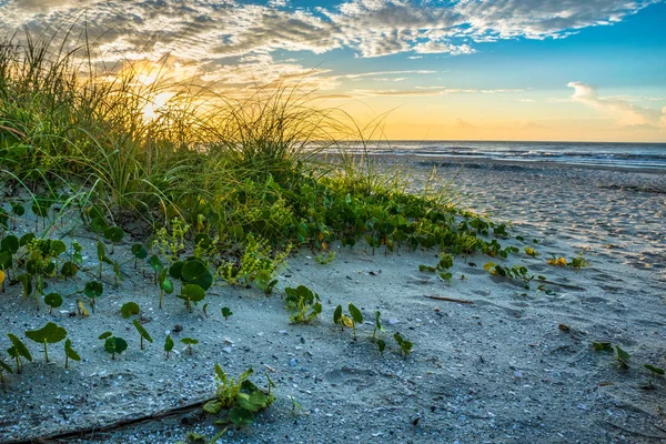 Plaża Sand Dunes at Sunrise — Zdjęcie stockowe