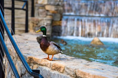 Mallard Duck, Downtown Greenville, Güney Carolina, Amerika Birleşik Devletleri.