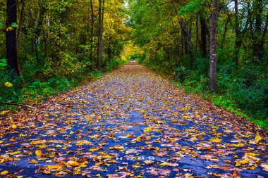 Greenville Güney Carolina Sc Bataklık Tavşan Trail