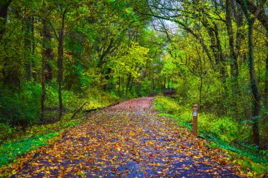 Greenville Güney Carolina Sc Bataklık Tavşan Trail