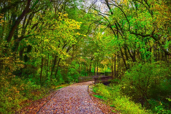 Greenville Güney Carolina Sc Bataklık Tavşan Trail — Stok fotoğraf